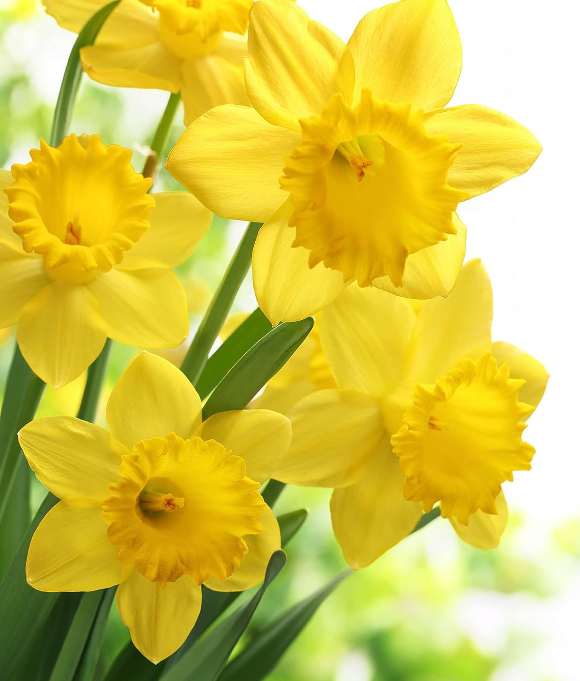 Daffodil & Vanilla