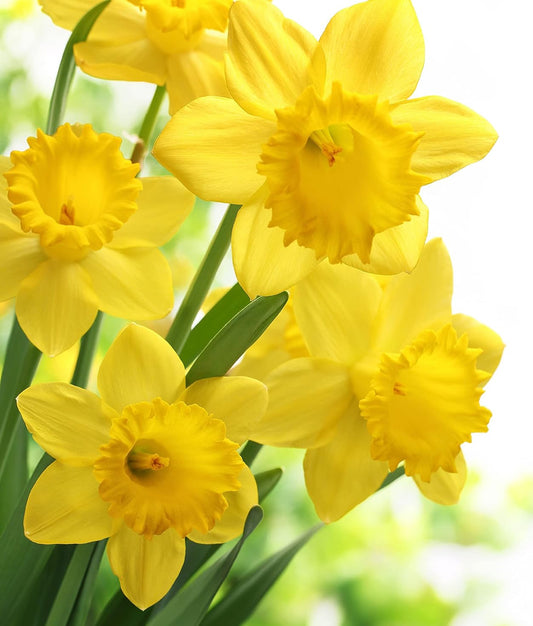 Daffodil & Vanilla
