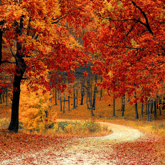 Autumn Leaves