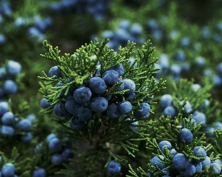 Pine & Juniper Berries